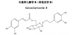 木通苯乙醇苷B（荷苞花苷B）