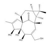 巨大戟醇