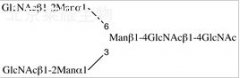 NGA2 Glycan标准品