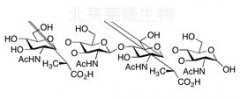 O-2-(Acetylamino)-2-deoxy-β-D-glucopyranosyl-(1→4)-O-(N-acetyl- β-muramosyl)