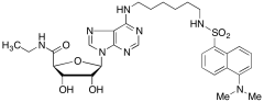 Dansylhexyl NECA