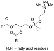 Lecithin (60%, Egg)