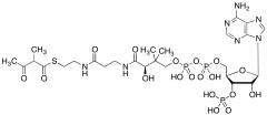 2-Methylacetoacetyl CoA