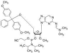 2'-O-Methyl-2-aminopurine Riboside CEP