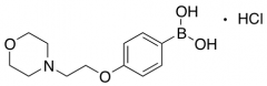 4-(2-Morpholinoethoxy)phenylboronic Acid Hydrochloride