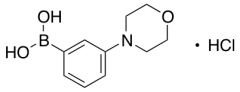 (3-Morpholinophenyl)boronic Acid Hydrochloride