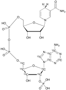 NADPH-13C10