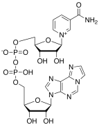 Nicotinamide 1,N6-Ethenoadenine Dinucleotide