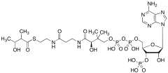 3-Hydroxy-2-methylbutyryl-CoA